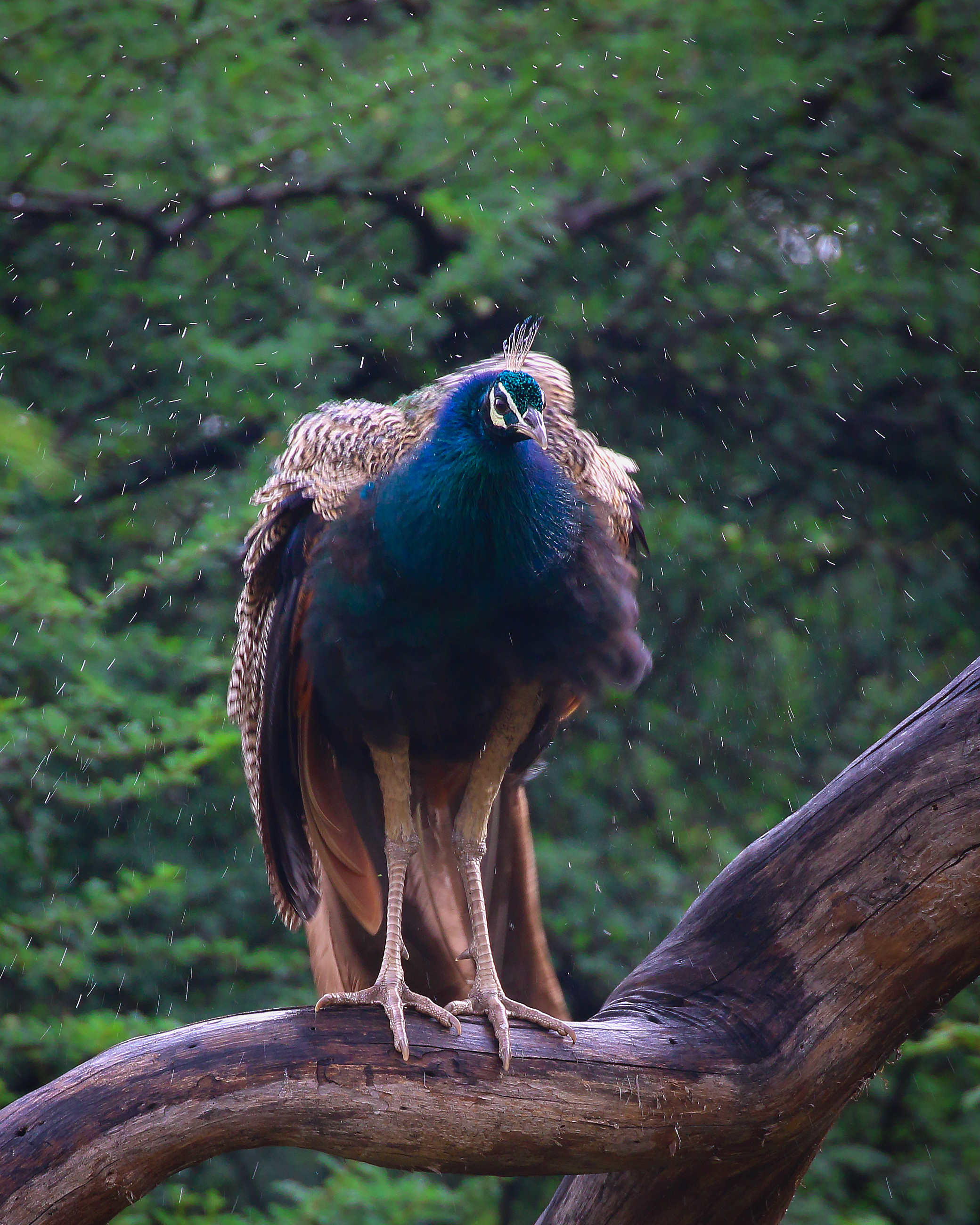 Indian Peafowl